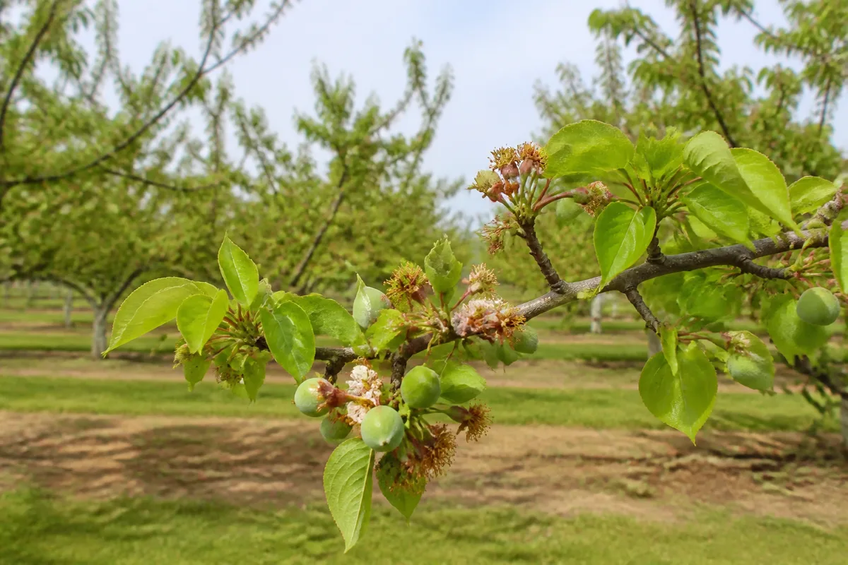 Abricotier en fin de floraison sous un ciel de printemps